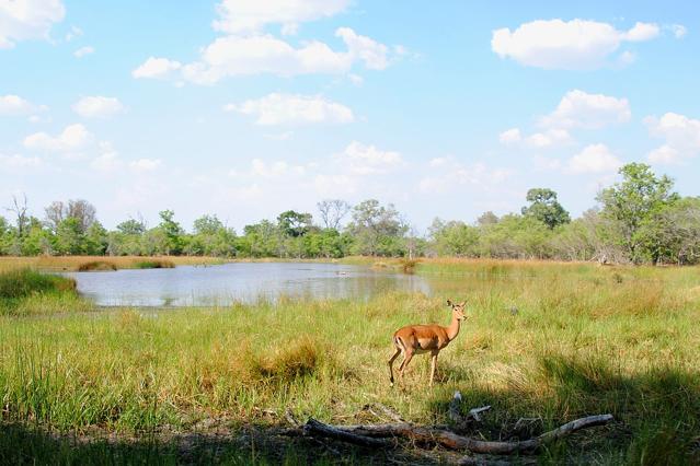 Moremi Game Reserve